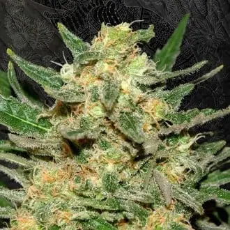 Thai Fantasy cannabis seeds