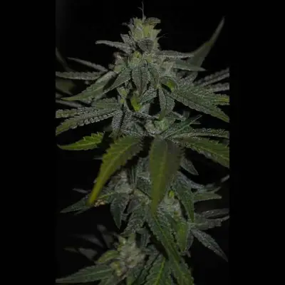 Thai THCV cannabis seeds
