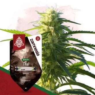 Thai cannabis seeds by Zamnesia Seeds