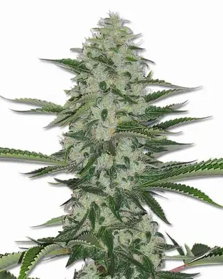 THC Bomb cannabis seeds