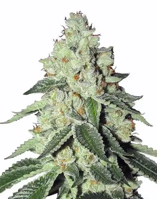 THC Snow cannabis seeds