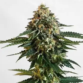 THCV cannabis seeds by Kannabia