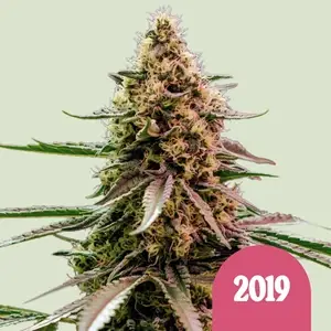 The 2019 cannabis seeds by Royal Queen Seeds