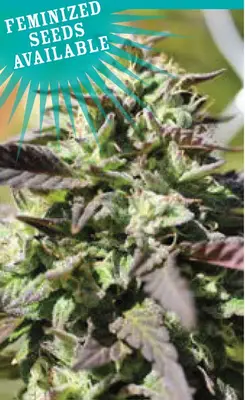 The Bling cannabis seeds