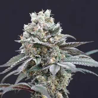 The Clash cannabis seeds by Exotic Seed