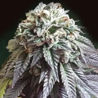 The Dark Side cannabis seeds by The Kush Brothers