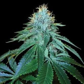 The OG 18 cannabis seeds