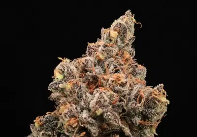 The Pandalorian cannabis seeds