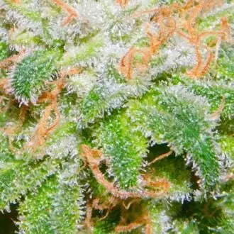 The Runtz cannabis seeds by BSB Genetics