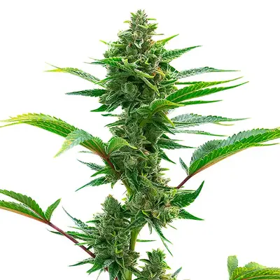 The Toad cannabis seeds by Blimburn Seeds