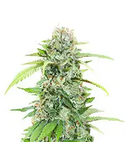The White Fire OG cannabis seeds