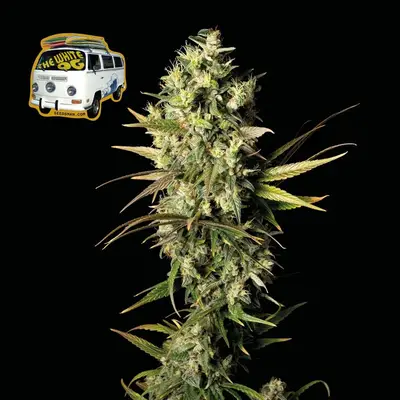 The White OG cannabis seeds