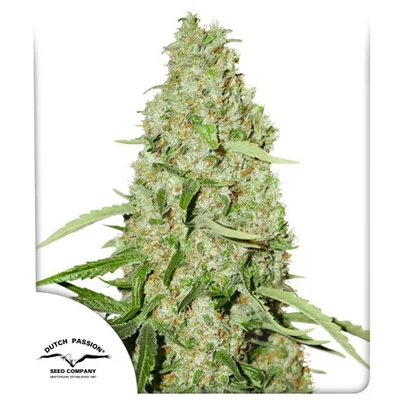 Think Fast cannabis seeds