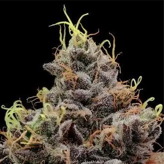Think Tank cannabis seeds by Anesia Seeds