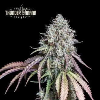 Thunder Banana cannabis seeds by Seedstockers