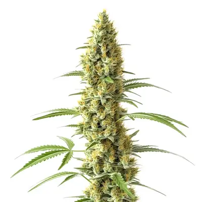 Tijuana cannabis seeds by Blimburn Seeds