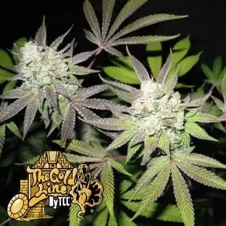 Tiramisu cannabis seeds by Cali Connection