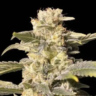 TNT Kush CBD cannabis seeds