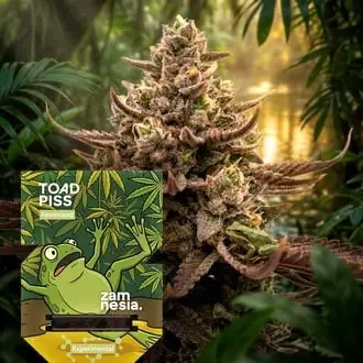 Toad Piss cannabis seeds by Zamnesia Seeds