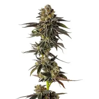 Toad Poison cannabis seeds by Growers Choice