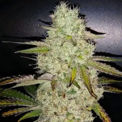 Toasted R1 cannabis seeds