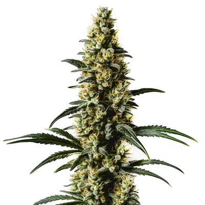 Top 44 cannabis seeds by Blimburn Seeds