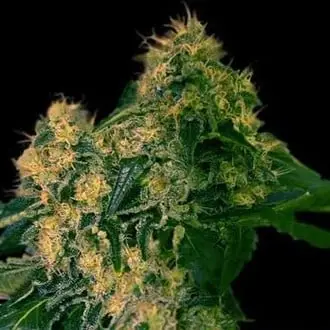Torpedo cannabis seeds by VIP Seeds