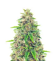 Totally Alpha OG cannabis seeds