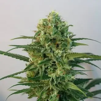 Toxic cannabis seeds by Ripper Seeds