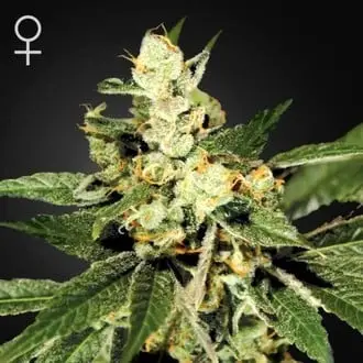 Train Wreck cannabis seeds by Greenhouse Seeds