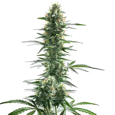 Trainwreck Fast Version cannabis seeds by Blimburn Seeds