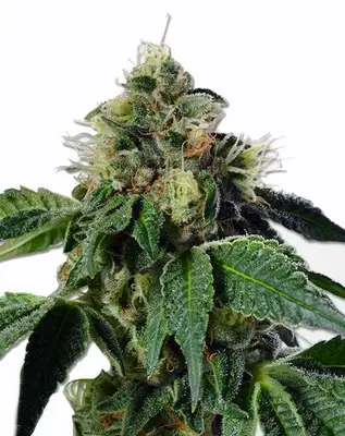 Trainwreck cannabis seeds by MSNL
