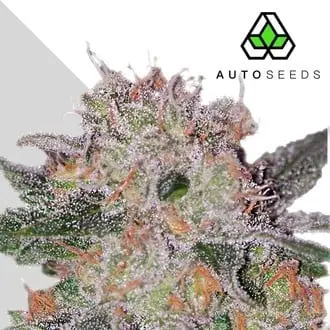 Trans Siberian cannabis seeds