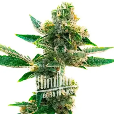 Triangle Kush cannabis seeds by Blimburn Seeds
