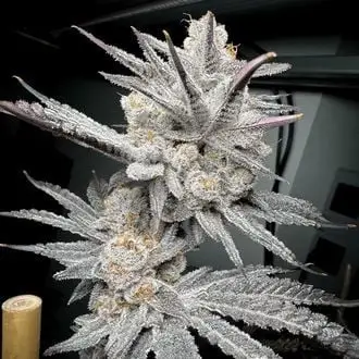 Trich Beast cannabis seeds