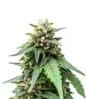 Trichome & Cream cannabis seeds