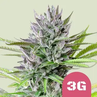 Triple G cannabis seeds by Royal Queen Seeds