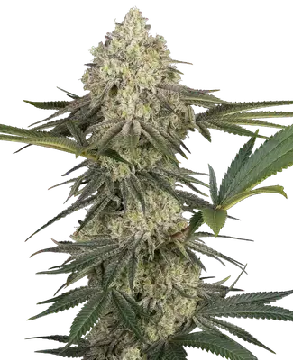 Triple Mints XXL cannabis seeds