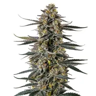 Triploid F1 Iced Sangria cannabis seeds by Growers Choice