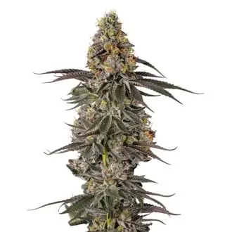 Triploid F1 Sticky Wasabi cannabis seeds