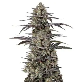 Triploid F1 Tropicana Cherry cannabis seeds