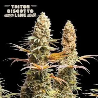 Triton Biscotto Lime cannabis seeds