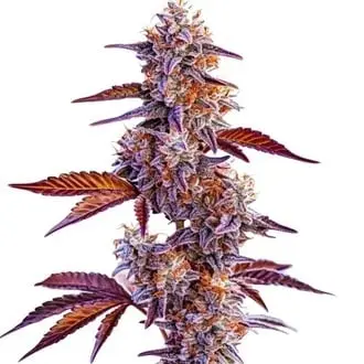 Trop Cherry cannabis seeds by Blimburn Seeds