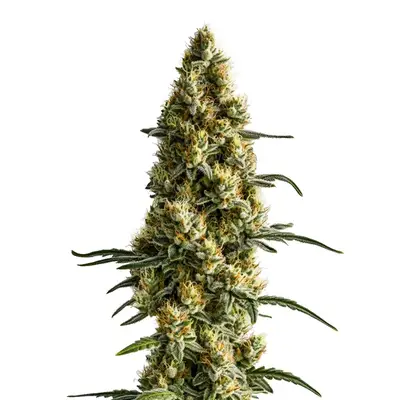 Tropi BCN x Pineaple Sherbet cannabis seeds