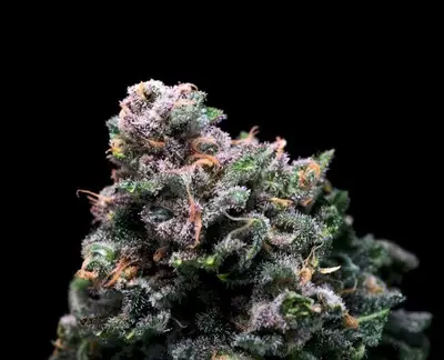 Tropical Cooler cannabis seeds