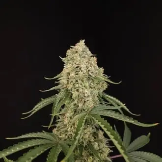 Tropical Fruit Cake cannabis seeds by Paradise Seeds