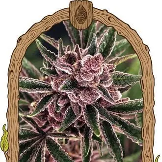 Tropical Fuel cannabis seeds