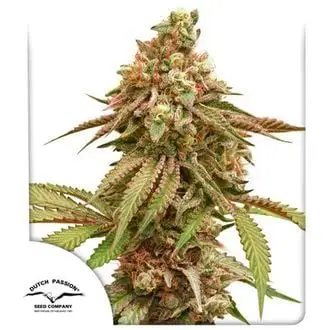 Tropical Tangie cannabis seeds by Dutch Passion