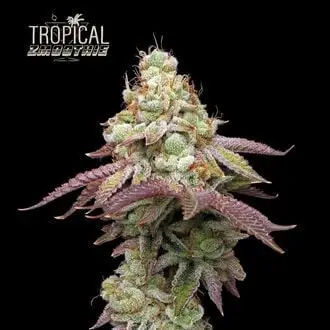 Tropical Zmoothie cannabis seeds