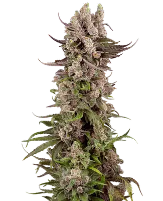 Tropicana Cherry Gelato cannabis seeds